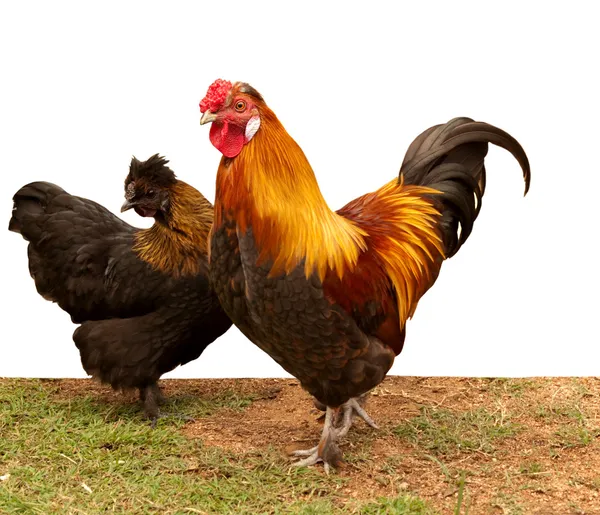 Silkie pekin bantam cross chickens — Stock Photo, Image