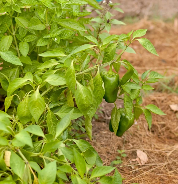 Freshness organic green peppers and basil herb — Stock Photo, Image