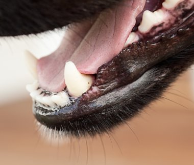 Healthy canine dog jaw and tongue clipart