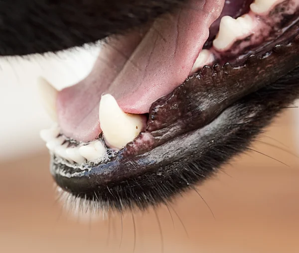 Healthy canine dog jaw and tongue — Stock Photo, Image