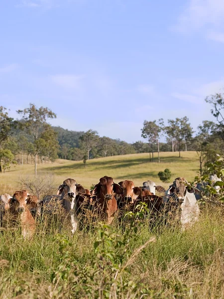 Manada escondida de gado bovino — Fotografia de Stock