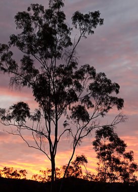Australian eucalyptus gum tree against sunset clipart