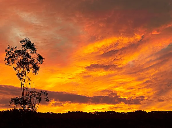 Silueta de atardecer australiana ardiente — Foto de Stock