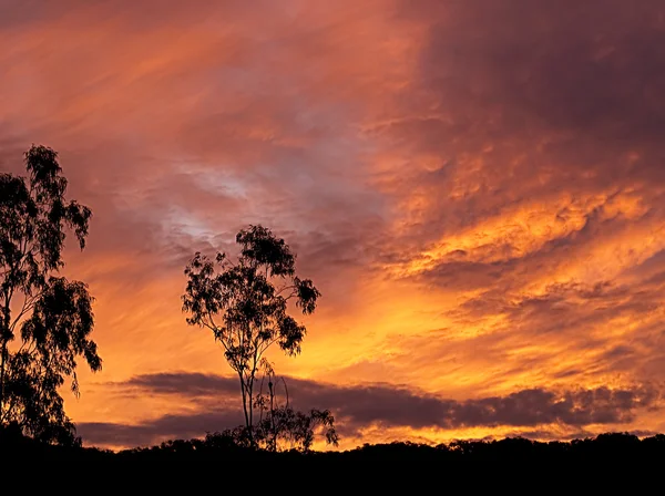 Australischen Sonnenuntergang Gummibaum Silhouette — Stockfoto