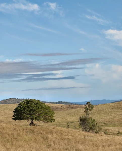 Magányos ausztrál fügefa kék ég — Stock Fotó