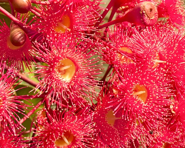 Red flowers gum tree eucalyptus phytocarpa — Stock Photo, Image
