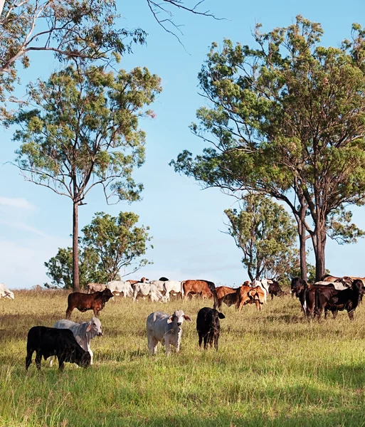 Herd of beef cattle — Stock Photo, Image