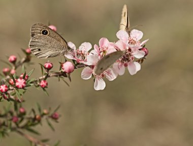 Dingy Ring butterflies on Australian leptospernum flowers clipart