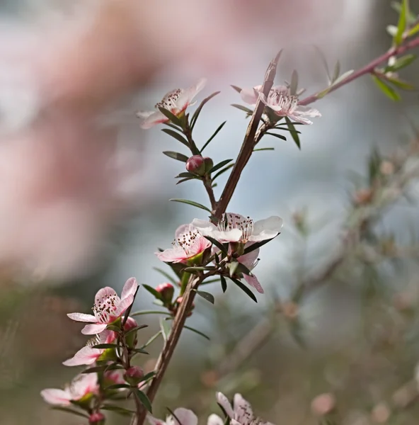 オーストラリア ワイルドフラワー leptospernum ピンク カスケード花 — ストック写真
