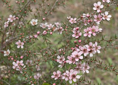 Bahar Avustralya kır çiçeği leptospernum pembe cascade çiçek