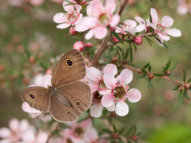 Spring Dusky Knight butterfly ID Australian leptospernum flowers clipart