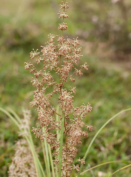 Planta de grama nativa australiana Lomandra multiflora Matrush — Fotografia de Stock