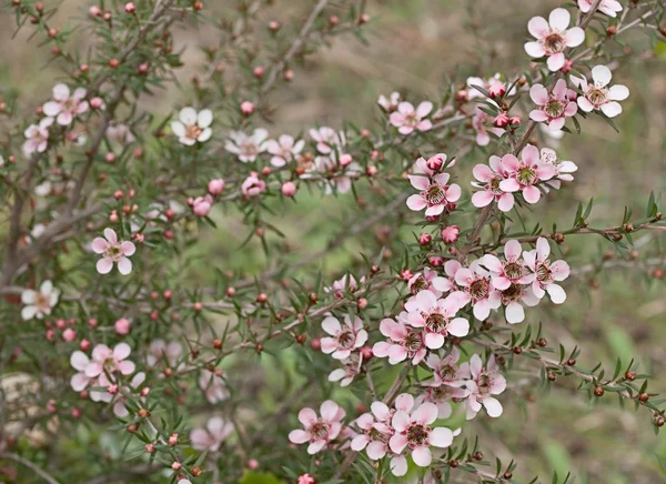 春天的澳大利亚野花 leptospernum 粉色层叠花朵 — 图库照片