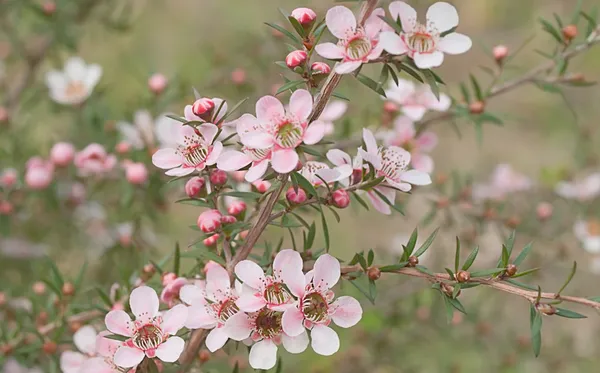 Leptospernum 澳大利亚本机春天野花的美丽的粉红色花朵 — 图库照片