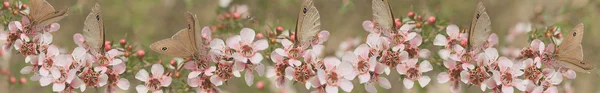 panoramik australiana afiş kelebek ve leptospernum çiçekler, Avustralya