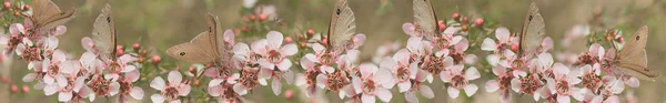 Panoramatické australiana nápis butterfly a leptospernum květy Austrálie Royalty Free Stock Fotografie