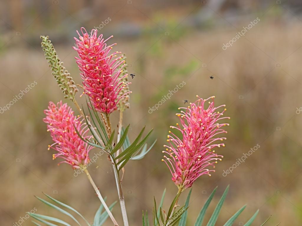 Spring flowers Australian Grevillea Coastal Sunset Stock Photo by ©sherjaca 31436299