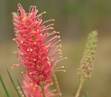bahar çiçekleri Avustralya kimliği grevillea kıyı günbatımı çiçekleri