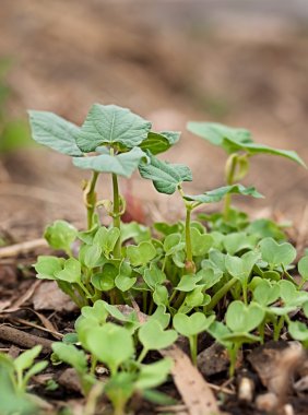 Bahar büyüme yeni fidan ortaya