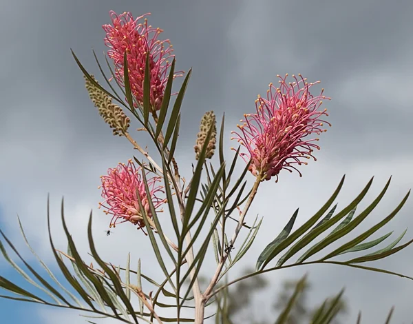 Ausztrál grevillea felhős ég ellen — Stock Fotó