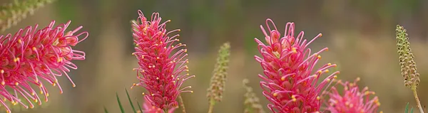 Australian wildflower grevillea banner panorama — Stock Photo, Image