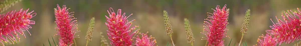 Australian wildflower grevillea smartphone banner — Stock Photo, Image