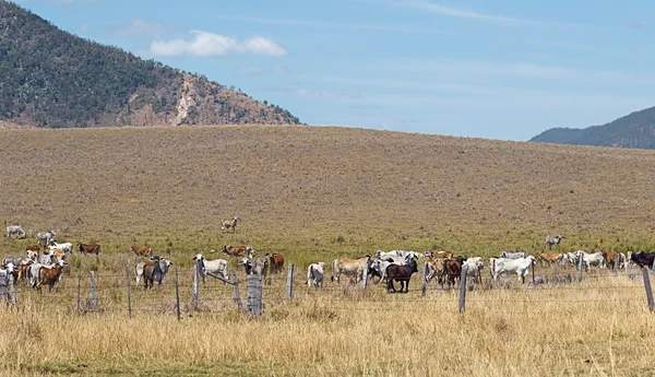 Bovinos de corte australianos vacas no rancho — Fotografia de Stock