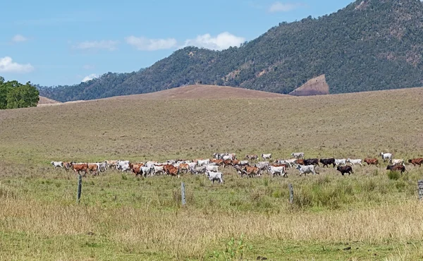 Vacas bovinas australianas cruzando paisagem rancho — Fotografia de Stock