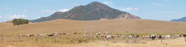 Land i Australia med panorama-landskap med storfe – stockfoto