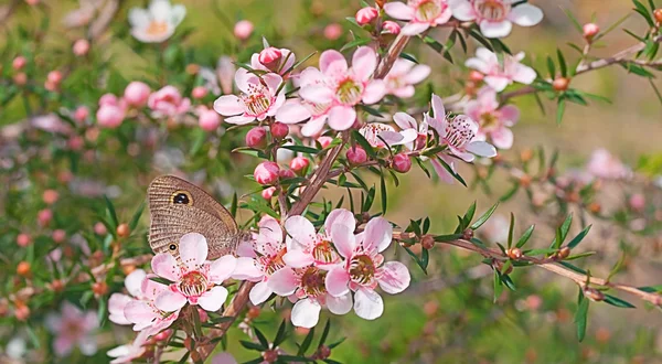 Australian wildlife blomma och fjäril — Stockfoto