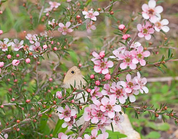 Fleur et papillon australiens — Photo