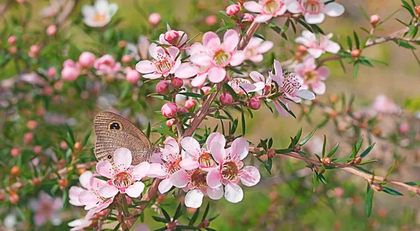 호주 야생 꽃과 나비 스톡 이미지