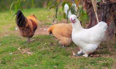 Three free range chickens clipart