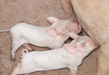 Two young suckling pigs sucking milk clipart