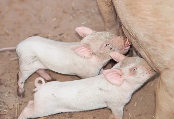 Twee jonge zogen varkens zuigen melk — Stockfoto