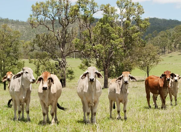 Australiska landsbygden gård scen med kor — Stockfoto