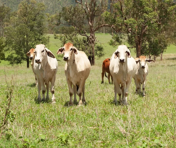 Manada de vacas em um campo verde — Fotografia de Stock