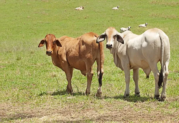 Δύο brahman αγελάδες σε ένα αγρόκτημα βοοειδών Εικόνα Αρχείου