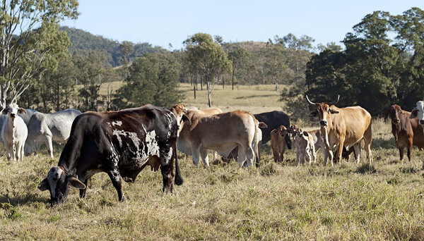 Australian brindle cow, beef cattle herd