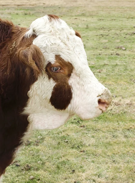 Hereford bull kráva zblízka na farmě — Stock fotografie