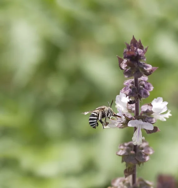 Avustralya yerli arı Amagilla tarçın fesleğen çiçek — Stok fotoğraf