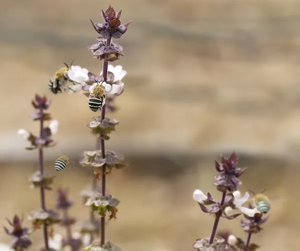 Avustralya mavi bantlı arılar Amegilla ve fesleğen — Stok fotoğraf