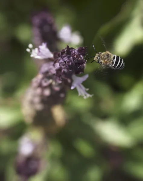 Australian native bee Amagilla flying — Stock Photo, Image