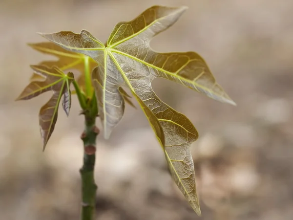 Αυστραλιανή bushtucker νεανική candlenut δέντρο aleurites Μολούκες Εικόνα Αρχείου