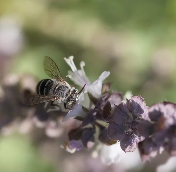 Avustralya yerli şeritli arı — Stok fotoğraf