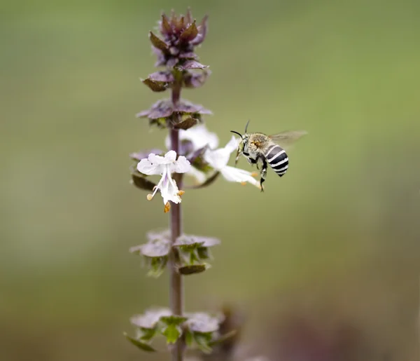 Australské domorodé včely Amagilla na květinu skořice bazalka Stock Snímky