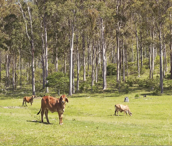 Αυστραλιανή cattle σκηνή Royalty Free Εικόνες Αρχείου