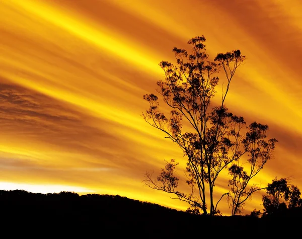 Australský podzimní západ slunce s guma strom silueta Stock Fotografie