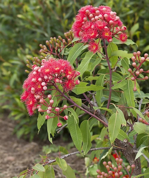 Az ausztrál vörös vérfa eucalypt nyári piros virágok — Stock Fotó