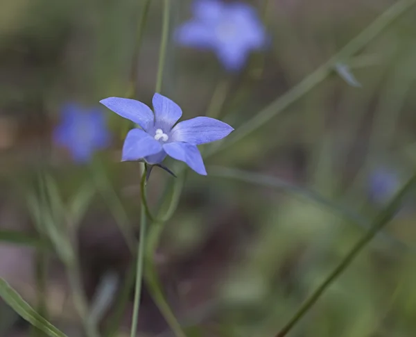 Αυστραλιανή μητρική bluebell Wahlenbergia — Φωτογραφία Αρχείου